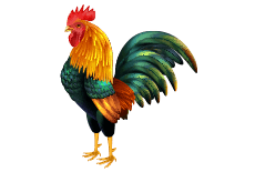cockfight